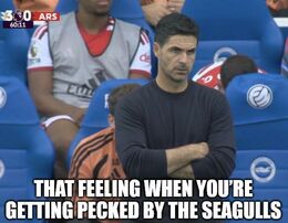 Seagulls memes